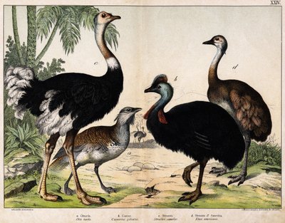a: Grance túzok (Otis tarda), b: Casoar (Casarius galeatus), c: afrikai strucc (Struthio camelus), d: Nandon (Rhea Americana) -In „” Natural History of Oideals”, szerk. Hoepli, Milánó alkotó: Unknown artist