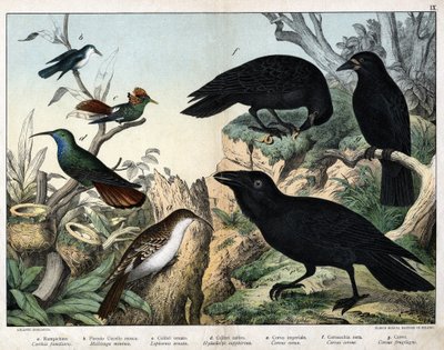 a: Grimpereau (certhia familiaris), b: Kis légy madár (Mellisuga minima), c: Díszes kolibri (Lophornis ornata), d: zafír kolibri (Hylocharis sapphirina), e: császári holló (Corvus corax), f: Fekete varjú ( Corvus Corone), g: Holló (Corvus gyümölcsös gi alkotó: Unknown artist