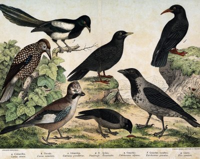a: Palástás varjú (Corvus cornix), b: Közönséges csíra (Corvus monedula), c: Csatorna szajkó (Garrulus glaudarius), d: Foltos cassenoix (Nucifraga caryocatactes), e: Sárgacsőrű csokis (Pyrrohocorax alpinus), f: Vörös -billed (Pyrrhocorracorracorracorrax) x alkotó: Unknown artist