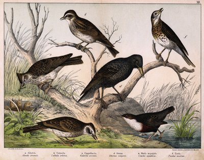 a: északi pacsirta (Lark arvensis), b: lulu pacsirta (Lullula arborea), c: Cappellaccia (Galerita cristata), d: Sansonnet seregély (Sturnus vulgaris), e: kacsa (Cinclus aquaticus), f: rigó (Turdus musicus) - a "Madarak természettörténetében", szerk. Hoepli alkotó: Unknown artist