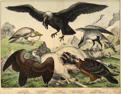 a: Percnopterus (Neophron percnopterus), b: Griff keselyű (Gyps fulvus), c: Kondor (Sarcoramphus gryphus), d: Báránykeselyű (Gypaëtus barbatus), e: Kígyó (Gypogeranus serpentarius) - a "Madarak természettörténetében" szerk. Hoepli, Milánó alkotó: Unknown artist