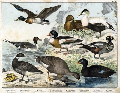 a: Maglúd (Asner segetum), b: Brant (Branta bernicla), c: Eder (Somateria mollissima), d: Harlekin réce (Histrionicus torquatus), e: Fekete réce (Oidemia fusca), f: Tőkés réce (Anas boschas) ) ), g: Belon
