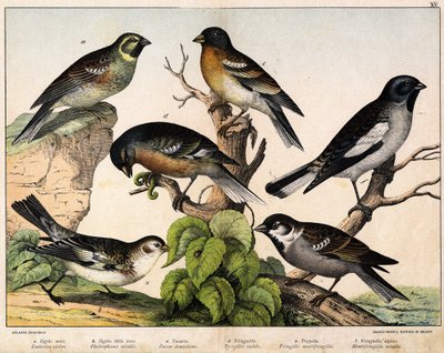 a: Veréb (Emberiza circlus), b: Havas veréb (Plectrophanes nivalis), c: Veréb (Pour domesticus), d: Pinson (Fringilla coelebs), e: Northern Pinson (Fringilla montifringilla), Niverolle (Montifringilla nivalis) - in “ A madarak természetrajza”, szerk. Hoep alkotó: Unknown artist