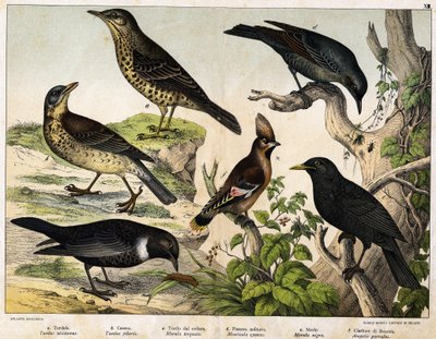 a: rigó (Turdus viscivorus), b: rigó (Turdus pilaris), c: feketerigó (Merula torquata), d: kékrigó (Monticola cyanus), e: feketerigó (Merula nigra), f: Bohemian de chatterer (Ampelis garulus) - a „Madarak természettörténetében”, szerk. Hoepli, Milánó alkotó: Unknown artist