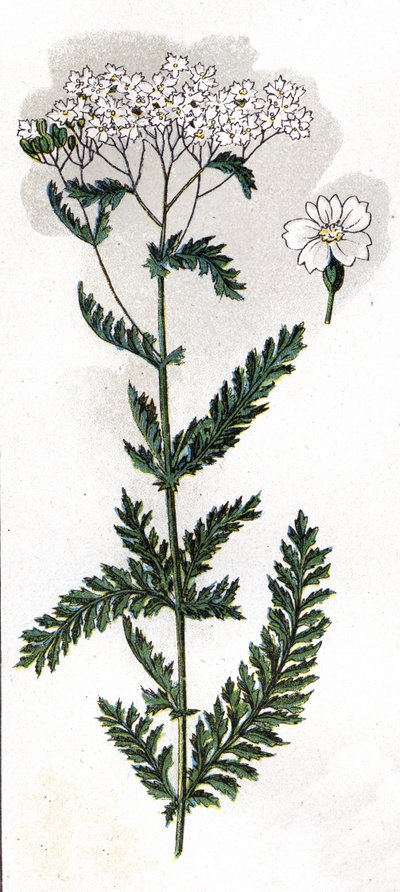 illusztráció a Mon docteur - traite de medecine et d