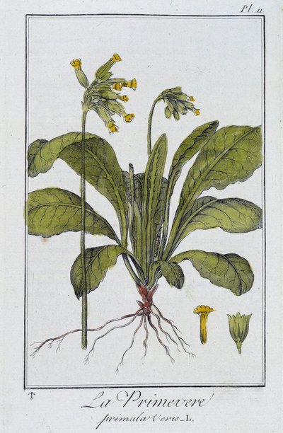 Primrose (Primula veris) – a „Növénytani gyakorlatok kereskedők számára” című könyvében, írta J.C. Philibert, Imprimerie de Crapelet, Párizs alkotó: Unknown artist