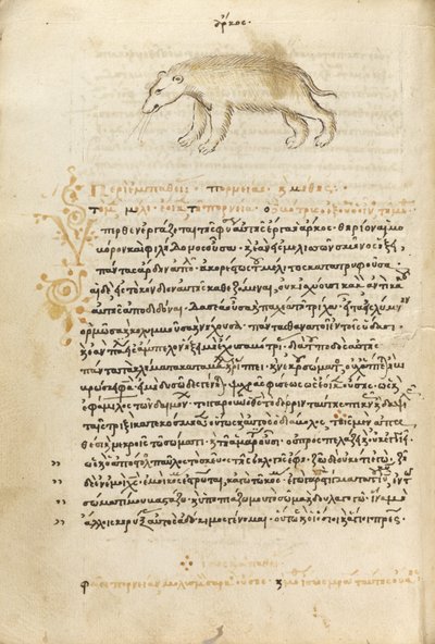 Egy medve alkotó: Unknown artist