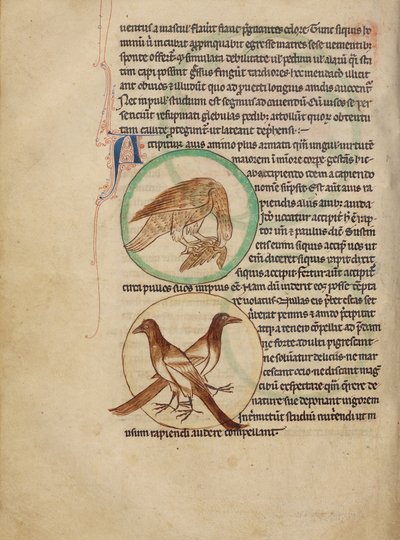 Sólyom; szarkák alkotó: Unknown artist