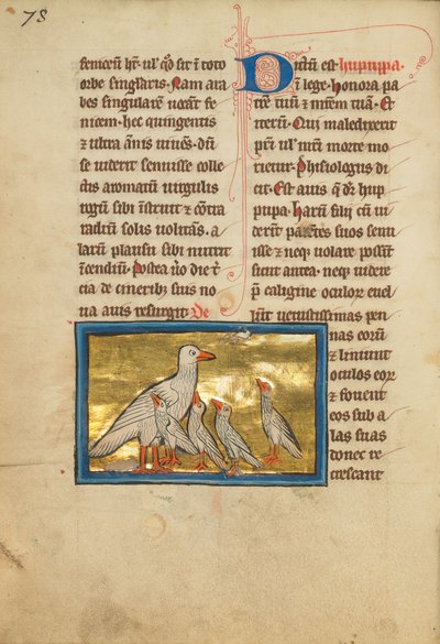 A Hoopoe alkotó: Unknown artist