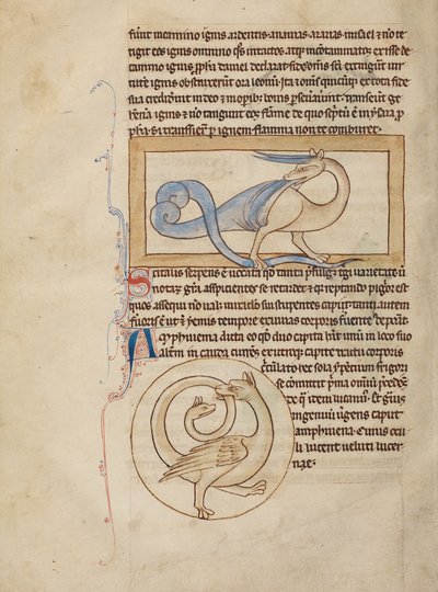 Egy Scitalis; Egy Amphisbaena alkotó: Unknown artist