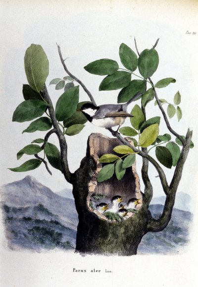 Egy tábla, amely egy közönséges madarat (vagy verebet) ábrázol a fészke közelében. alkotó: Unknown artist