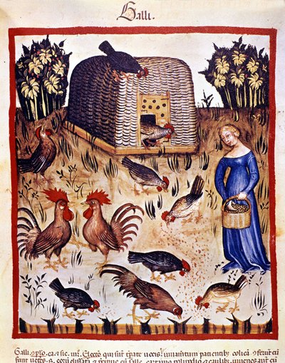 Egy fiatal nő egy alacsony udvaron tyúkokat és kakasokat etet. Megvilágítás az orvostudomány és a dietetika fejéséből "" Tacuinum sanitatis"" alkotó: Unknown artist