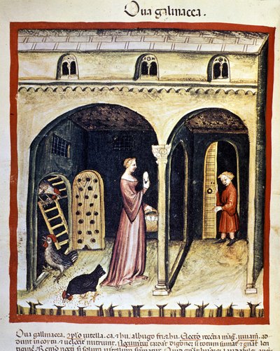 Egy fiatal nő csirke tojást szed fel. Megvilágítás az orvostudomány és a dietetika fejéséből "" Tacuinum sanitatis"" alkotó: Unknown artist