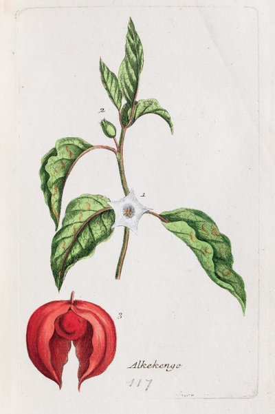  alkotó: Unknown artist