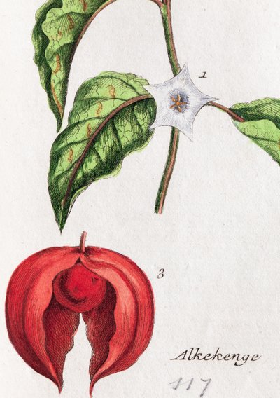  alkotó: Unknown artist