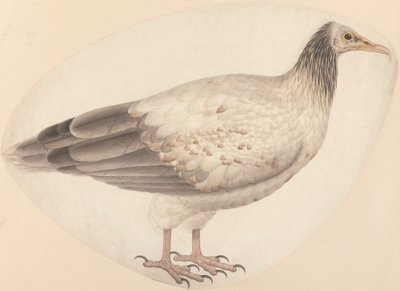 Egy egyiptomi keselyű alkotó: Unknown artist