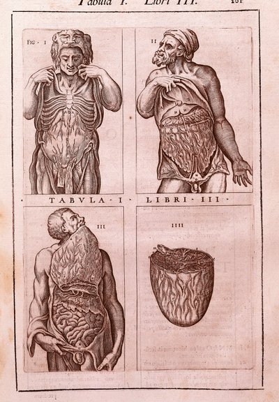 Anatómiai tábla, amely ábrázolja: a has, a belek és a gyomor méreteit, izmait. Juan Valverde De Amusco (1525-1588) metszet az „Anatomia Corporis Humani”-ba. I. táblázat, III. könyv. Barcelona. Biblioteca de Catalunya (Ca. Nemzeti Könyvtár) alkotó: Unknown artist