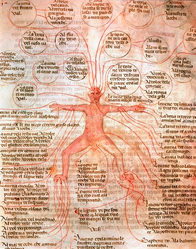 A vérkeringést illusztráló anatómiai diagram Miniatűr a „De surgia”” kéziratból” 13. század Velence Biblioteca Marciana alkotó: Unknown artist