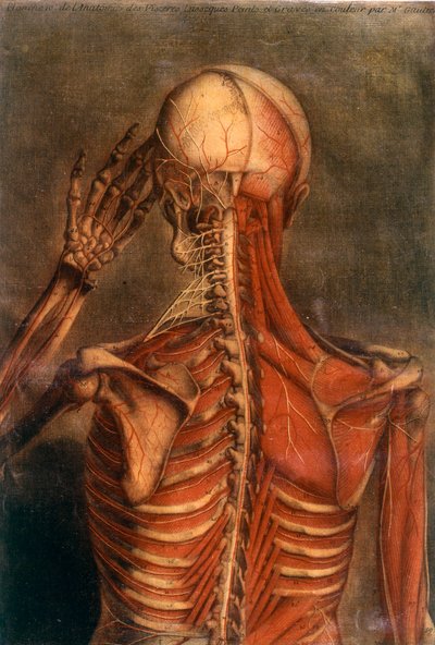 Az emberi test anatómiája: kéreg hátulról nézve. 18. századi orvosi bizottság Párizs, B.N. alkotó: Unknown artist