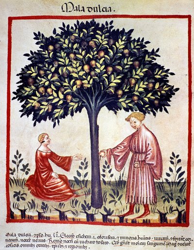 Alma szedése. Megvilágítás az orvostudomány és a dietetika fejéséből "" Tacuinum sanitatis"" alkotó: Unknown artist