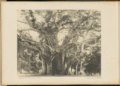 Baobab fa. Mombassa. alkotó: Unknown artist