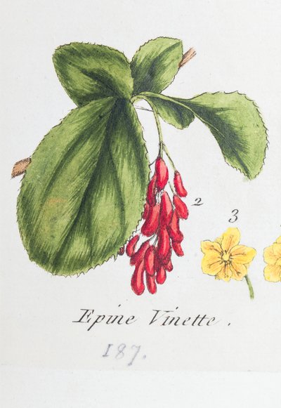 Barberry alkotó: Unknown artist