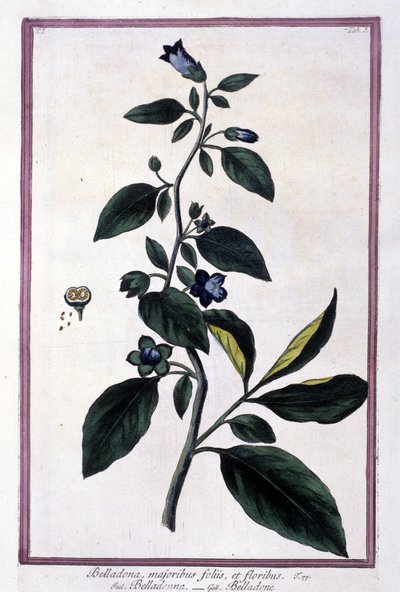Belladonna, virágok és bogyók. Gyógyászatban használt mérgező növény. Metszet egy 19. századi herbárium után. alkotó: Unknown artist