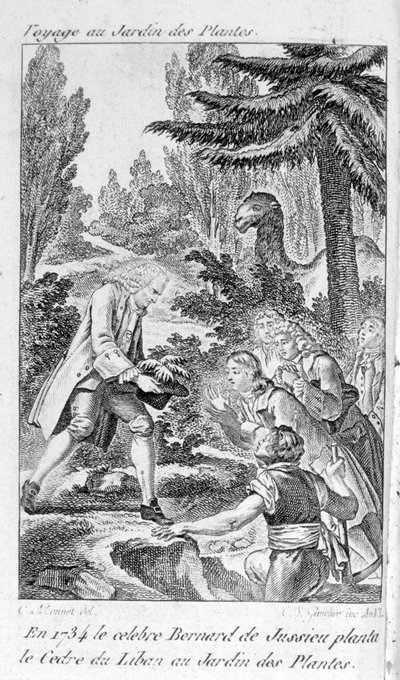Bernard de Jussieu francia botanikus (1699-1777) egy libanoni cédrust ültet a párizsi növénykertbe alkotó: Unknown artist