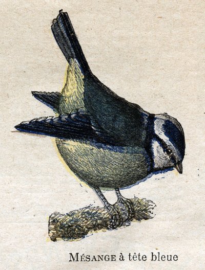 Mezőgazdaságban hasznos madarak: kékfejű alkotó: Unknown artist