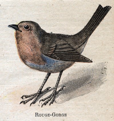 A mezőgazdaságban hasznos madarak: Vörös – torok alkotó: Unknown artist