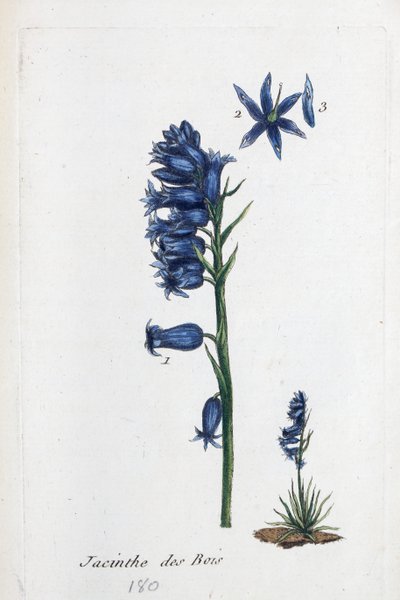 Bluebell alkotó: Unknown artist
