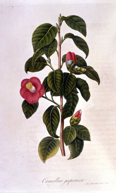 Botanikai tábla: Camelia Japánból. 19. századi metszet alkotó: Unknown artist