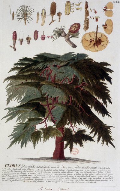 Botanikai tábla: Cédrus. n.d. 19. század. alkotó: Unknown artist