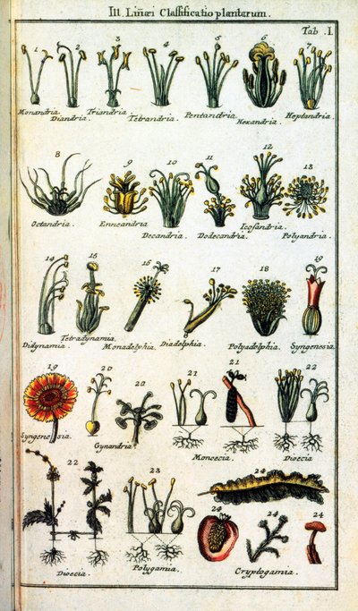 Botanikai tábla: A növények osztályozása Carl von LINNE (1707-1778), svéd természettudós által a „Compendium Botanices Systematis Linnean” könyvben. Kiadás alkotó: Unknown artist