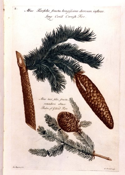 Botanikai tábla: egy fenyőtoboz és egy ág. 18. század. alkotó: Unknown artist