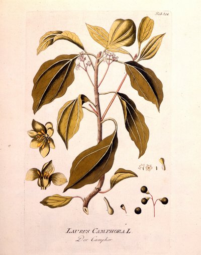 Botanikai tábla: kámfor (Laurus Camphora). Joseph Jacob von Plenck osztrák orvos és botanikus (1738-1807), Bécs 1791. évi metszete a „” da Icons Plantarum medicineium”-ba. alkotó: Unknown artist