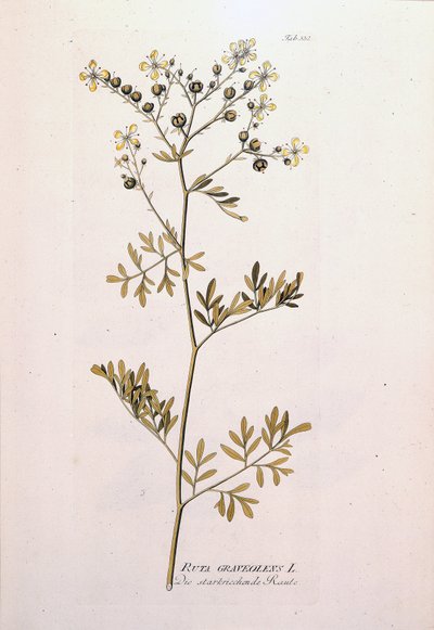 Botanikai tábla: rue officinale (Ruta graveolens). J. J. Plenck, Bécs, Ausztria "Gyógynövények ikonjai" című könyvében alkotó: Unknown artist