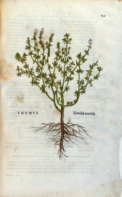 Botanikai lemez: Thyme (Thymus) Herbarium, Lheonard Fuchs, "History of Stirpium", Bale alkotó: Unknown artist