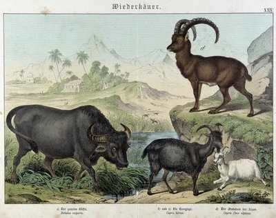Bivaly, kecske, kecske és kőszáli kecske - a „” Az emlősök természettörténetében” című kiadványban, szerk. Schreiber alkotó: Unknown artist