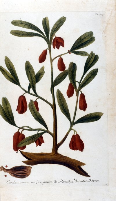 kardamom. 18. századi metszet. alkotó: Unknown artist