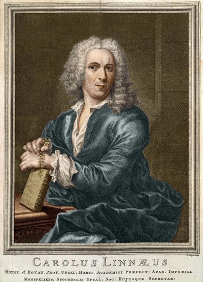 Carl Von Linné svéd természettudós és író (1707-1778) alkotó: Unknown artist