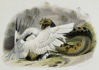 Ceraste (a vipera családba tartozó kígyó) egy madarat ver. 19. századi metszet a francia természettudós, Lacepede (1756-1709) rajzából. alkotó: Unknown artist