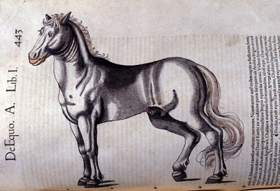 Cheval. in Historia Animalium, Conrad Gesner (1516-1565), Tiguri alkotó: Unknown artist