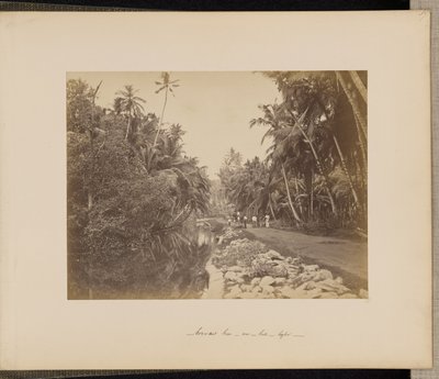 Kakaó-dió liget Galle közelében, Ceylon alkotó: Unknown artist