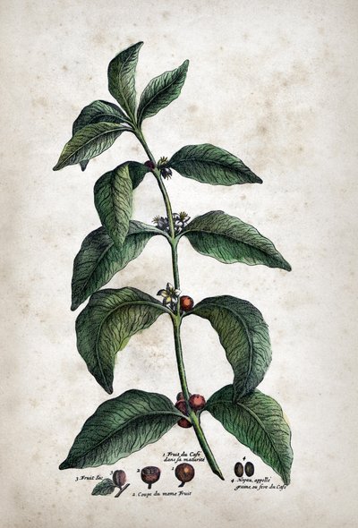 Kávé alkotó: Unknown artist