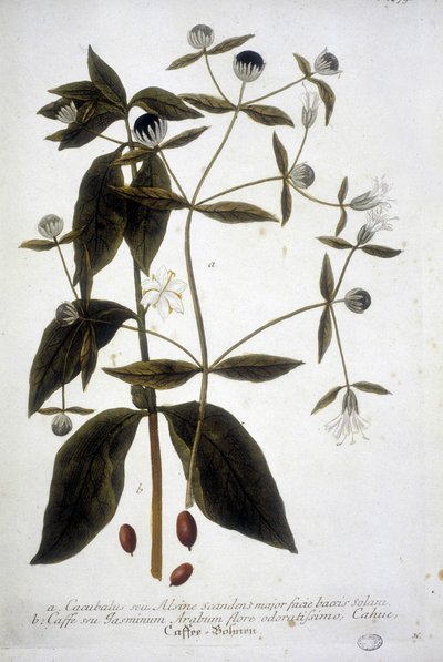 Kávémag növény egy 19. századi herbáriumban. alkotó: Unknown artist