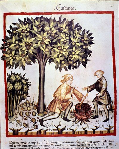 Gesztenye gyűjtése és előkészítése ősszel. Megvilágítás az orvostudomány és a dietetika fejéséből "" Tacuinum sanitatis"" alkotó: Unknown artist