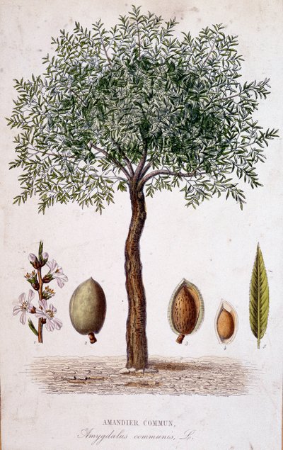 Közönséges mandulafa - botanikai tábla alkotó: Unknown artist
