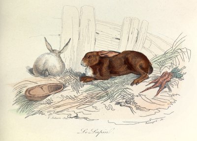 "Completes de Buffon" Linneene nómenklatúrájával és Cuvier osztályozásával: Les animaux: Le rabbit (metszet) alkotó: Unknown artist