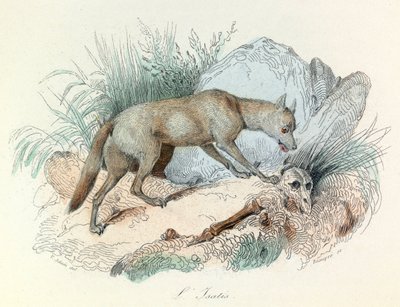 "Completes de Buffon" Linneene nómenklatúrájával és Cuvier osztályozásával: Les animaux: Le fox arctic (metszet) alkotó: Unknown artist
